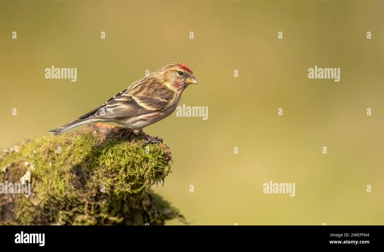 Sondage rouge, Carduelis flammea, perché sur une branche Banque D'Images