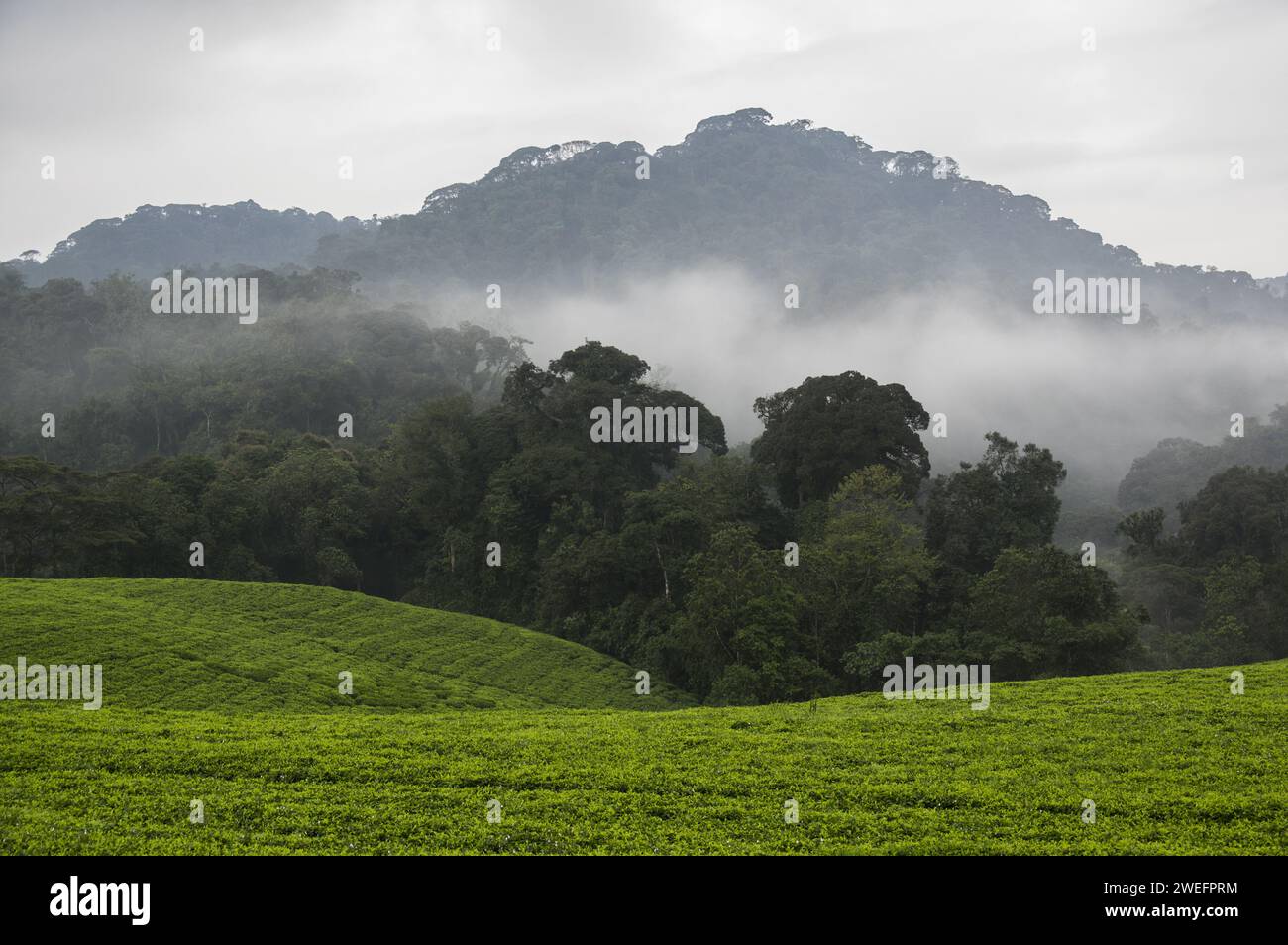 Une matinée brumeuse dans le parc national de Nyungwe au sud-ouest du Rwanda avec des collines et des forêts luxuriantes sur le sentier de la promenade de la canopée, une attraction touristique majeure Banque D'Images