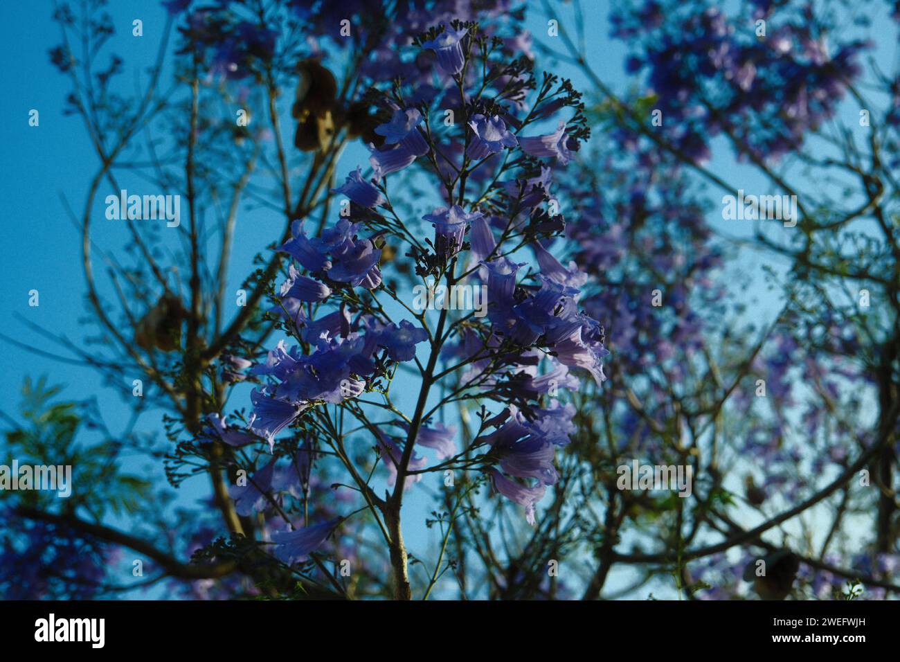Les jacarandas violettes fleurissent dans les rues de Buenos Aires. Les fleurs de Jacaranda sont un symbole du printemps en Argentine. Banque D'Images