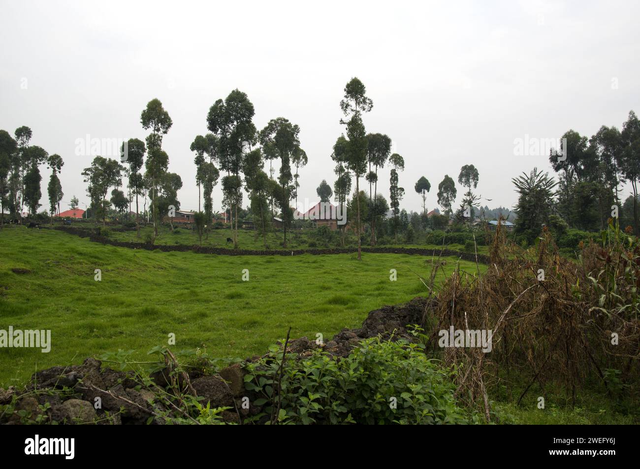 Petite parcelle agricole à Musanze, Ruhengeri, Rwanda avec une couverture d'herbe verte inhabituelle et des vaches en arrière-plan de la ferme Banque D'Images