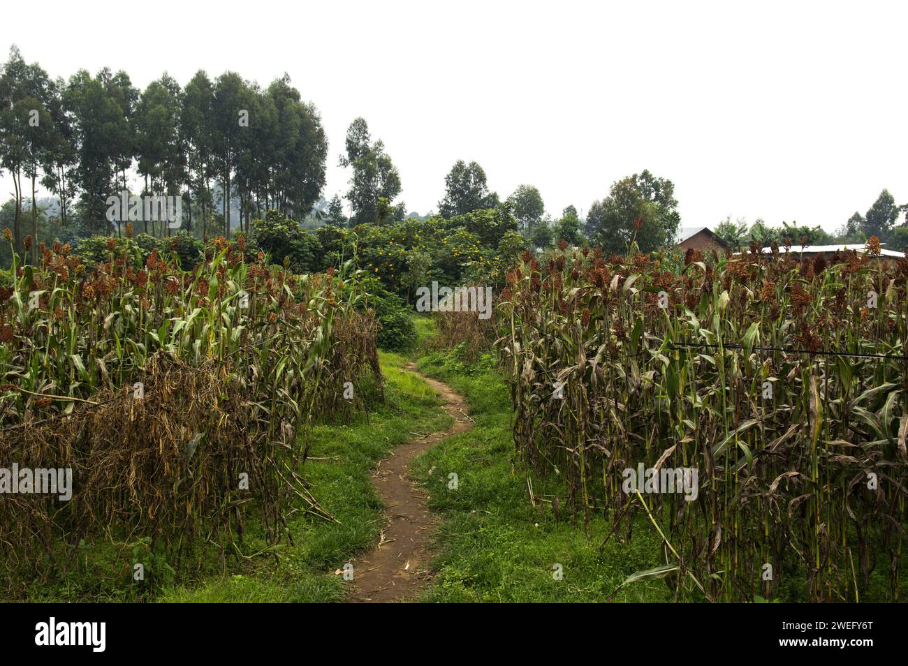 Petite parcelle agricole au Rwanda avec culture du sorgho et un petit chemin à travers les deux champs Banque D'Images