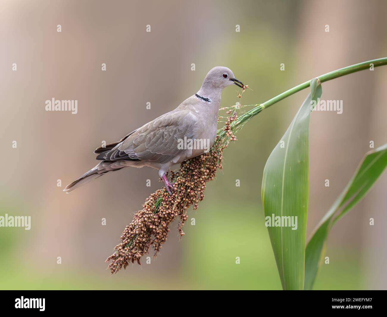 Colombe à col eurasien, Streptopelia decaocto, nourrissant des graines sur une branche oscillante de panicule avec des épillets, Fuerteventura, îles Canaries, Espagne Banque D'Images