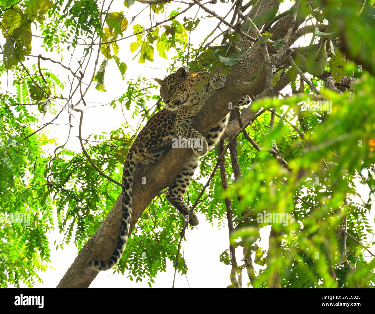 Visage de léopard vu serrant à la branche d'arbre Banque D'Images