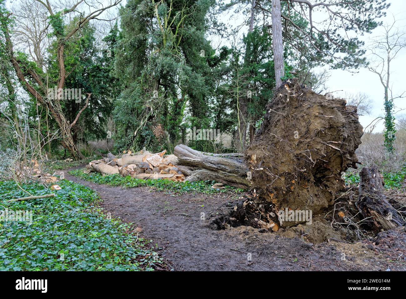Un grand arbre à feuilles caduques éclate sur un sentier de campagne après une tempête hivernale Shepperton Surrey Angleterre Royaume-Uni Banque D'Images