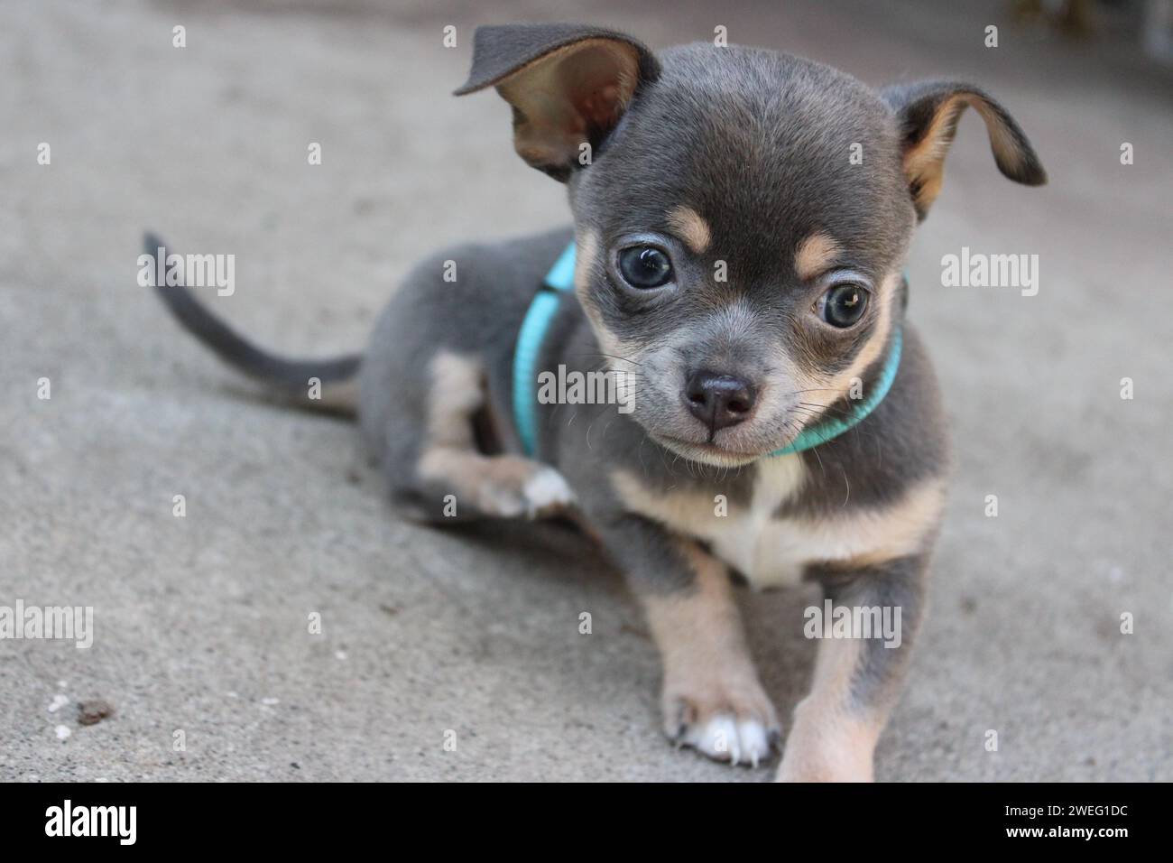 Chihuahua chiot assis mignon Banque D'Images