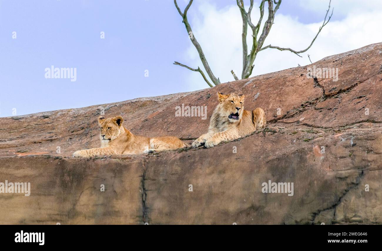 Les Lions arpentent leur territoire Banque D'Images