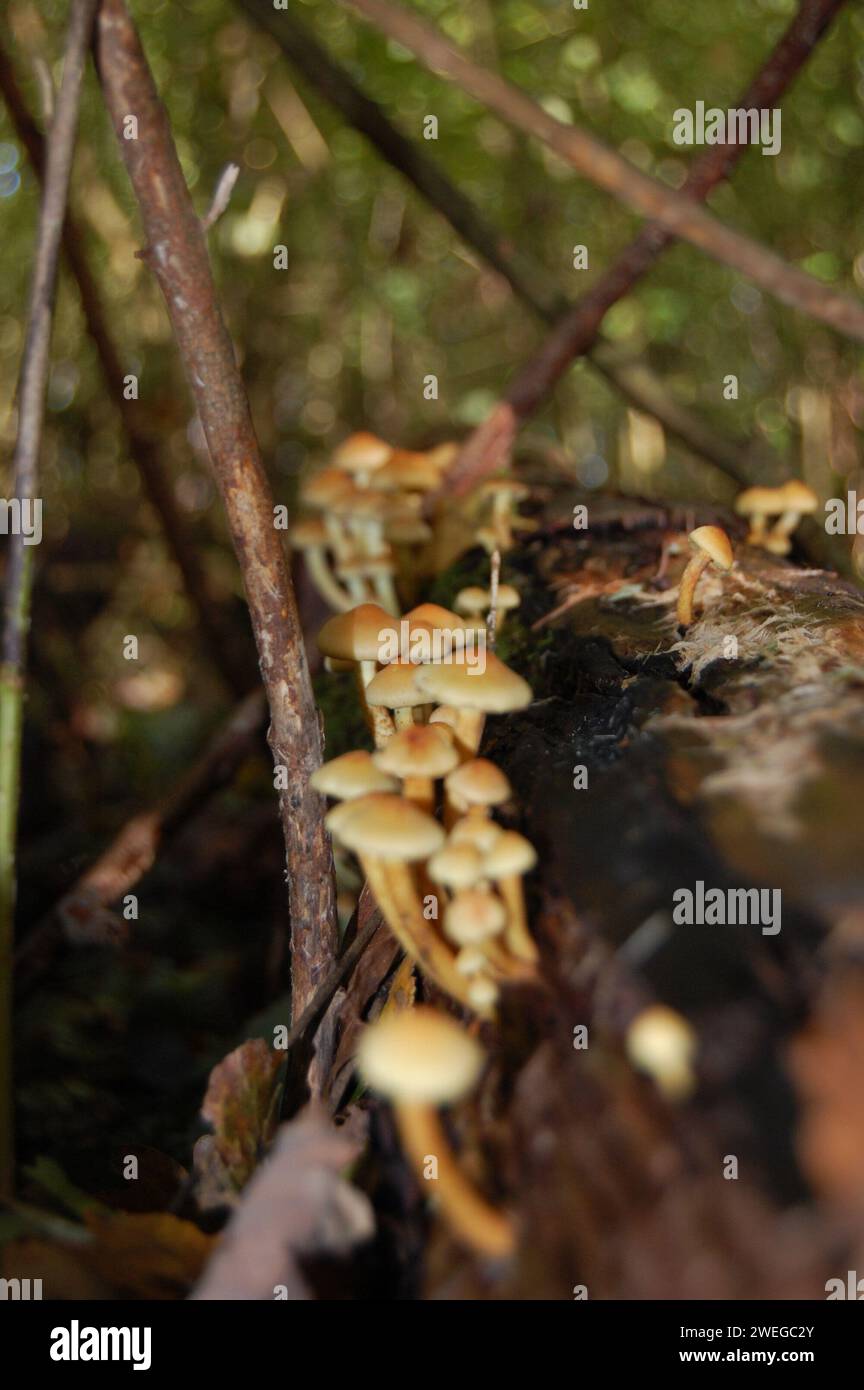 Champignons sauvages sur le plancher forestier Banque D'Images