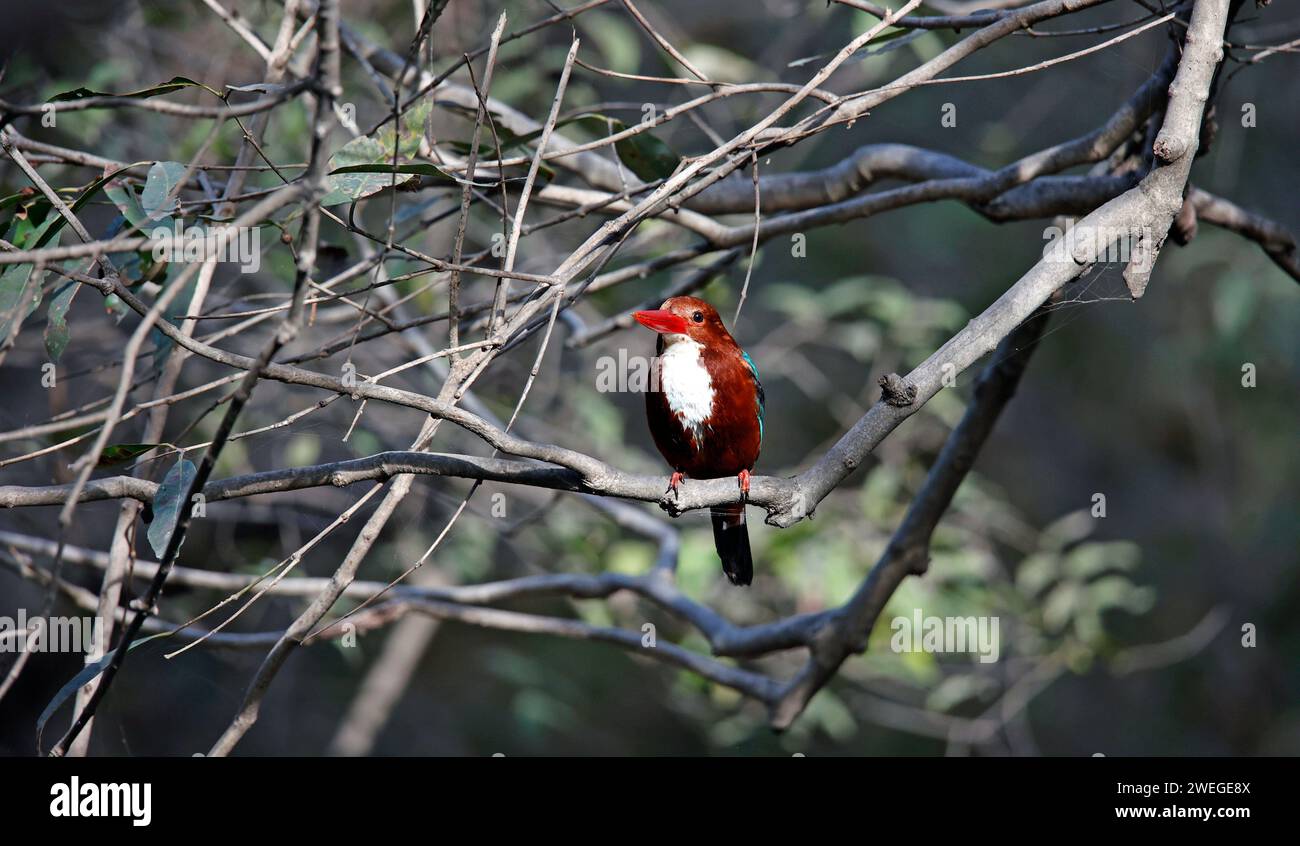 kingfisher à gorge blanche perché dans un arbre Banque D'Images