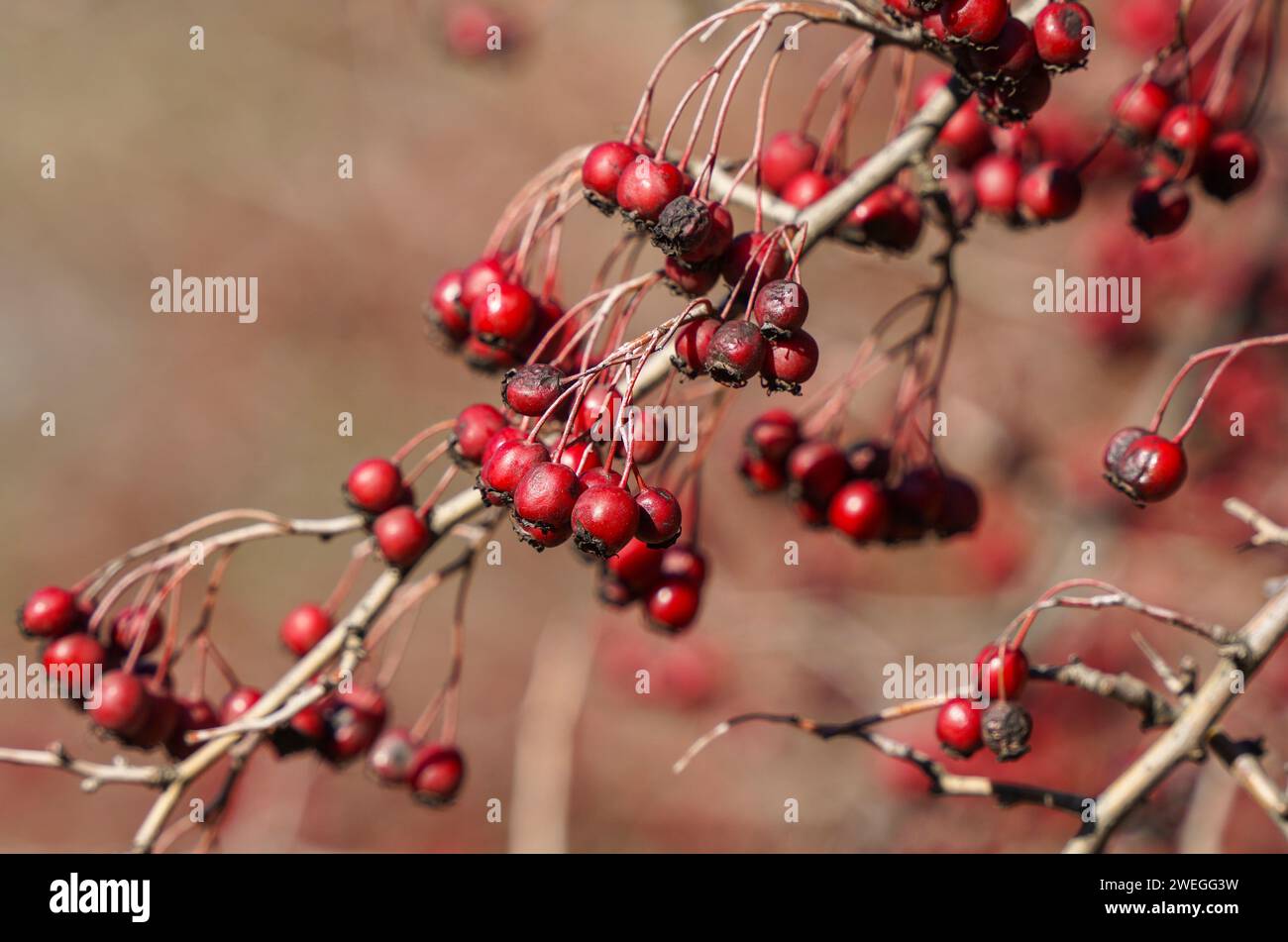 Baies d'aubépine rouge, dans la lumière du soleil d'hiver, Espagne. Banque D'Images