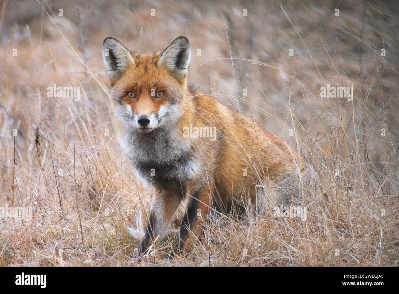 Curieux renard roux debout à travers l'herbe fanée (Vulpes vulpes), animal sauvage en habitat naturel Banque D'Images