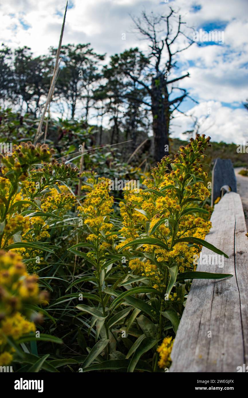 La plage de Cape Cod Banque D'Images