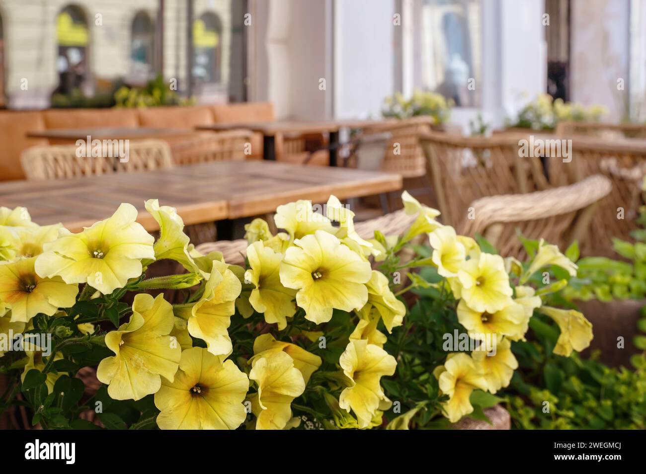 Fleurs de pétunia mélangées. Pétunias dans l'image de fond de détail floral. pétunia en fleurs blanc et jaune en pot.fleurs pleine floraison saisonnières en pot sur Banque D'Images