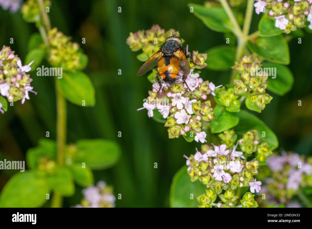 Genus Nowickia famille Tachinidae Bristle Fly Wild nature insecte papier peint, image, photographie Banque D'Images Genus Nowickia famille Tachinidae Bristle Fly Wild nature insecte papier peint, image, photographie Banque D'Images