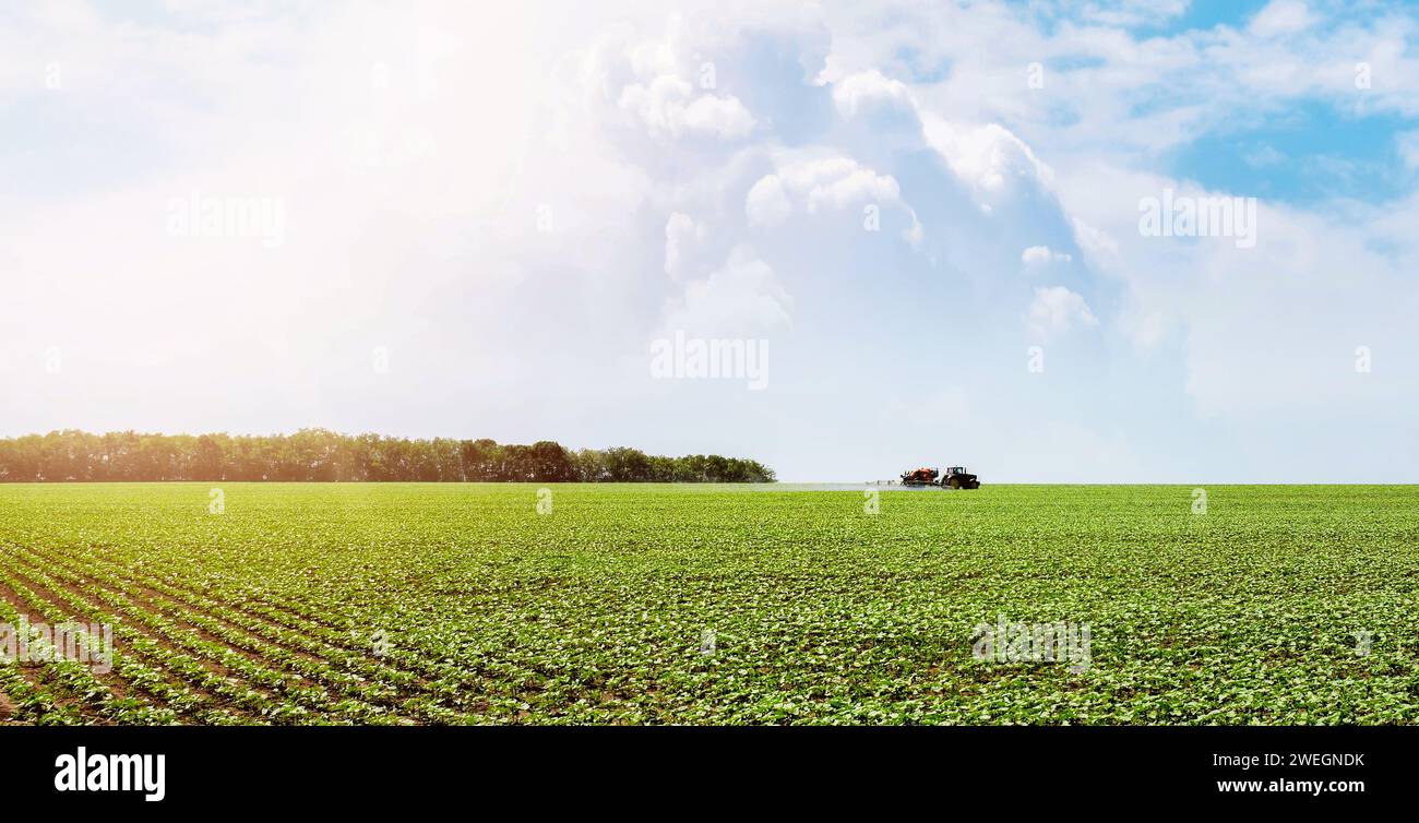 Un tracteur pulvérise de l'engrais dans le champ de blé. Concept agricole rural avec traitement insecticide de machines pour les terres agricoles. lan horizontal Banque D'Images