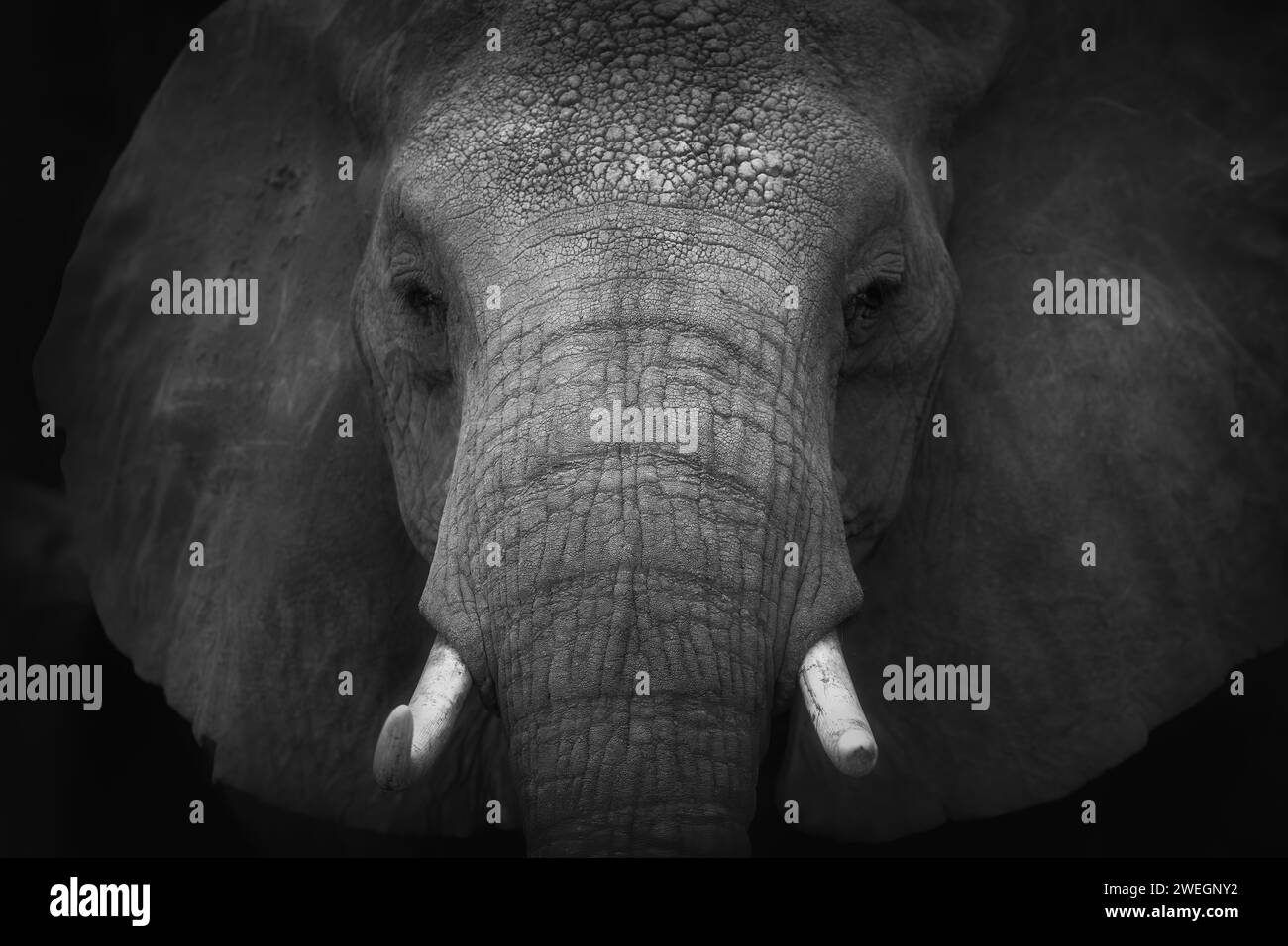 Portrait noir et blanc d'un éléphant d'Afrique. Éléphant en milieu naturel. Savane du Kenya, parc national Amboseli. Banque D'Images