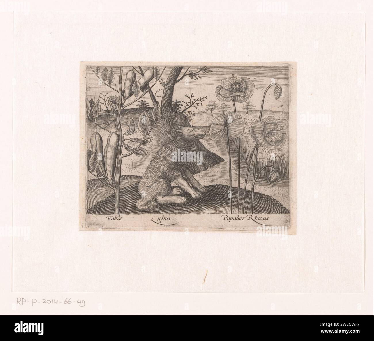 Série d'estampes avec fleurs et animaux dans un paysage, c. 1600 - c. 1605 estampe Un loup (lupus) entre le site d'un haricot large (fabae) et un grand coquelicot (Papaver Rhoeas). papier gravure bêtes de proies, animaux prédateurs. plantes et herbes : haricot. fleurs : coquelicot Banque D'Images
