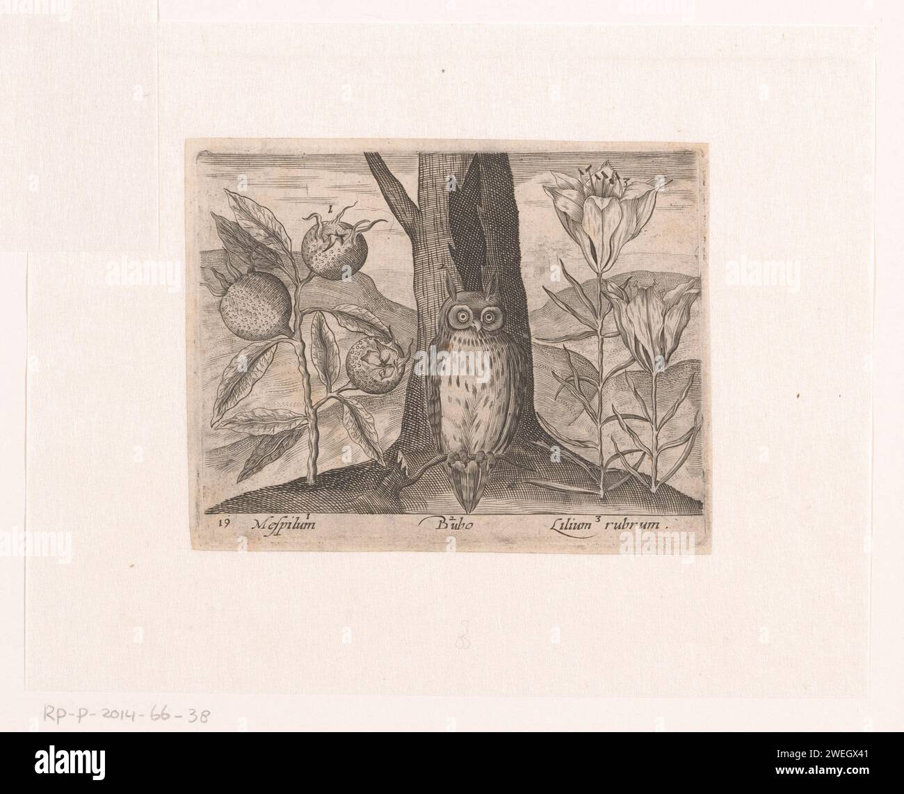 Série d'estampes avec fleurs et animaux dans un paysage, c. 1600 - c. 1605 estampe à gauche un Mispel (Mespilum), à droite un lys (lilium rubrum), au milieu un hibou (bubo). fleurs gravées sur papier : lily. hiboux. fruits : medlar Banque D'Images