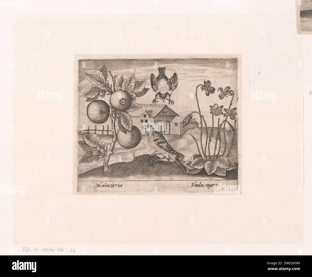 Série d'impressions avec fleurs et animaux dans un paysage, c. 1600 - c. 1605 impression à gauche d'une plante d'agrumes (malacitria), et à droite de violettes (Viola nigra). fleurs gravées sur papier : violet. oiseaux. fruits Banque D'Images