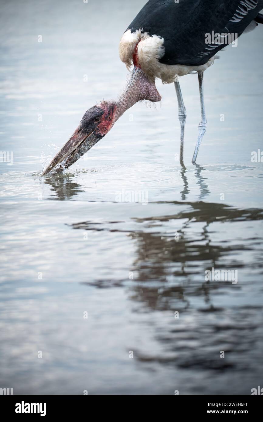 Portrait d'une cigogne marabu au lac naivasha Banque D'Images