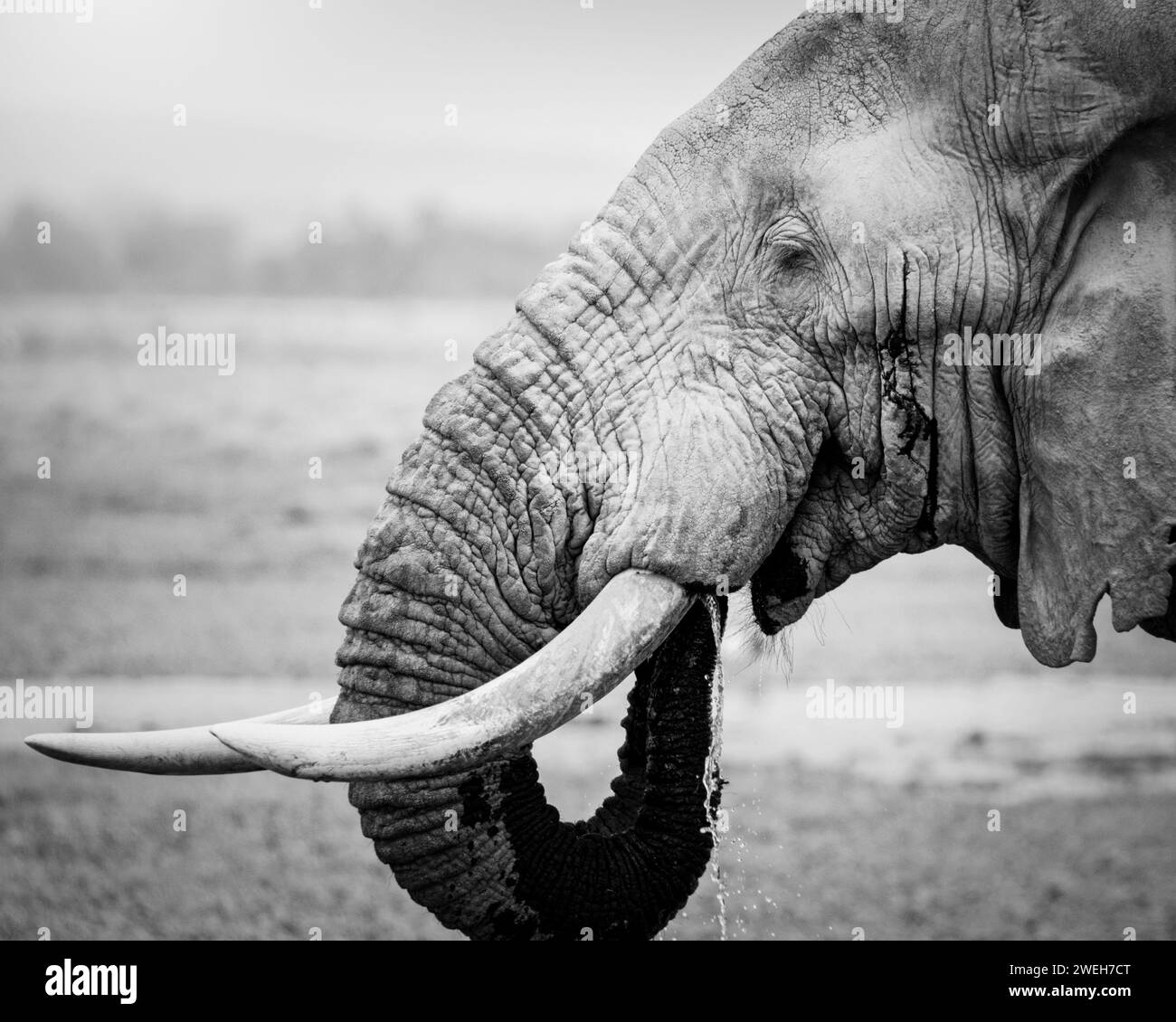 gros plan noir et blanc d'un éléphant buvant Banque D'Images