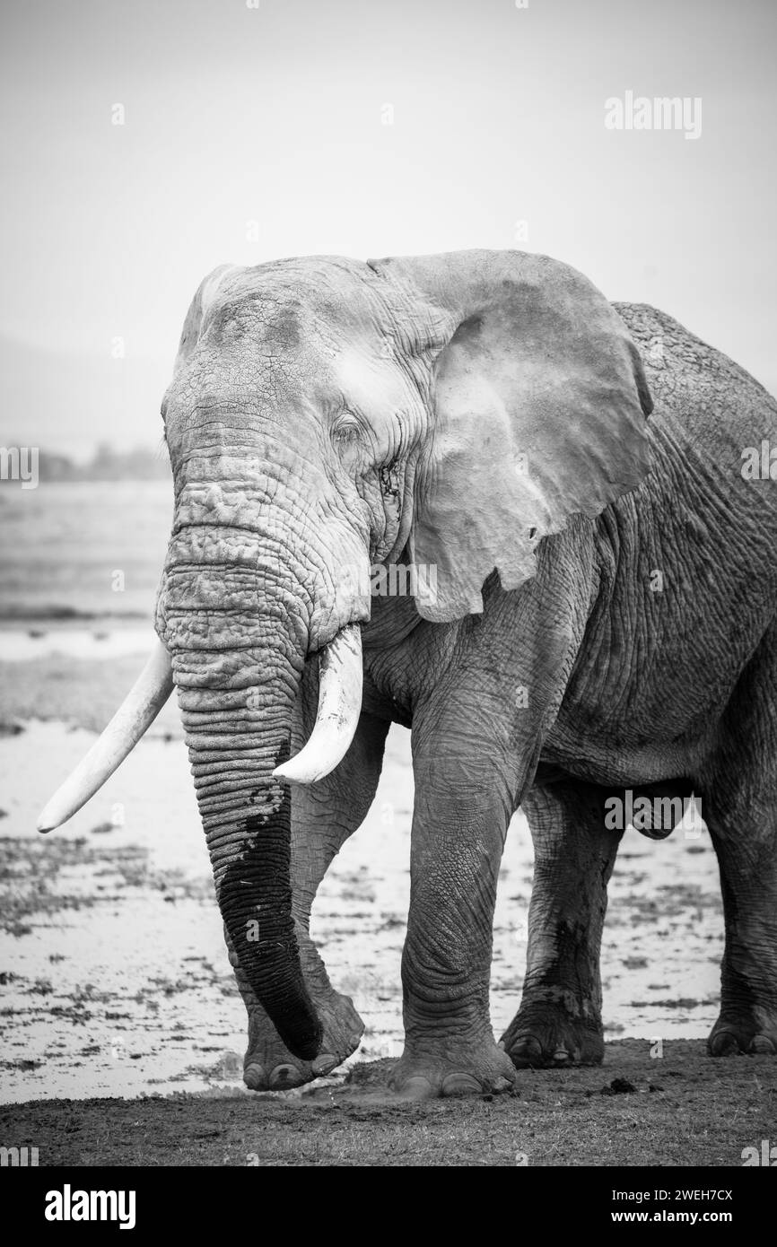 portrait en noir et blanc d'un éléphant marchant dans la savane africaine Banque D'Images