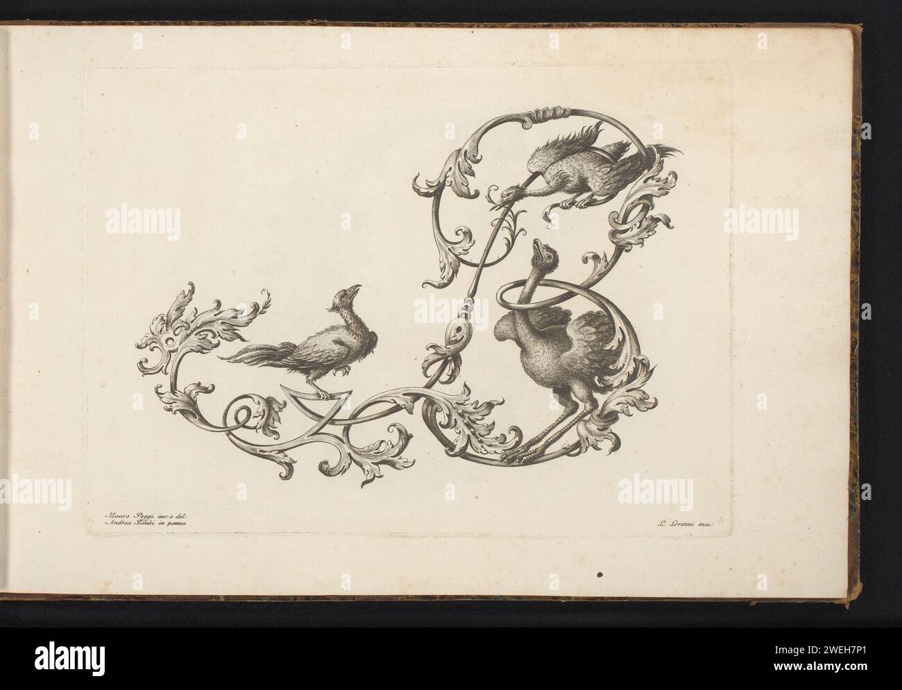 ONALLY LETTRE B, Lorenzo Lorenzi, d'après Mauro Poggi, d'après Andrea Bimbi, 1745 - 1765 tirage lettre ornementale B, décorée de deux oiseaux et d'une autruche. L'impression fait partie d'un album. gravure sur papier / gravure de lettres, alphabet, script. lettres fantaisie Banque D'Images