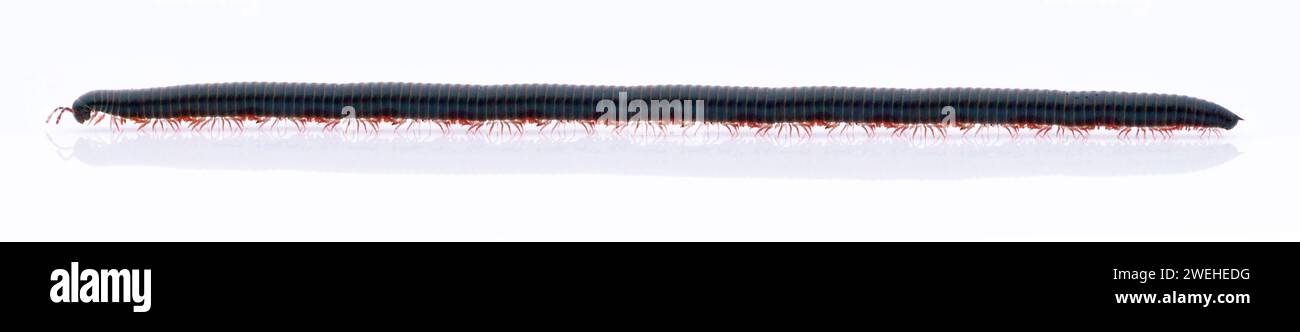 Le millipède (Cylindroiulus caeruleocinctus) (Myriapoda) rampe au-dessus d'un toit de voiture blanc réfléchissant, l'animal avait plus que doublé de longueur Banque D'Images Le millipède (Cylindroiulus caeruleocinctus) (Myriapoda) rampe au-dessus d'un toit de voiture blanc réfléchissant, l'animal avait plus que doublé de longueur Banque D'Images