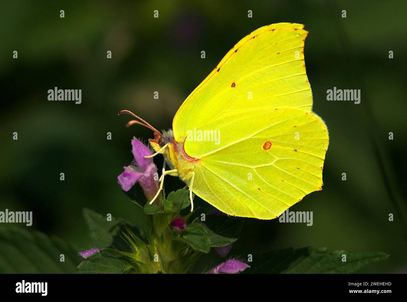 Papillon en pierre de taille (Gonepteryx rhamni) assis sur un ortie pourpre (Lamium purpurpureum) Banque D'Images