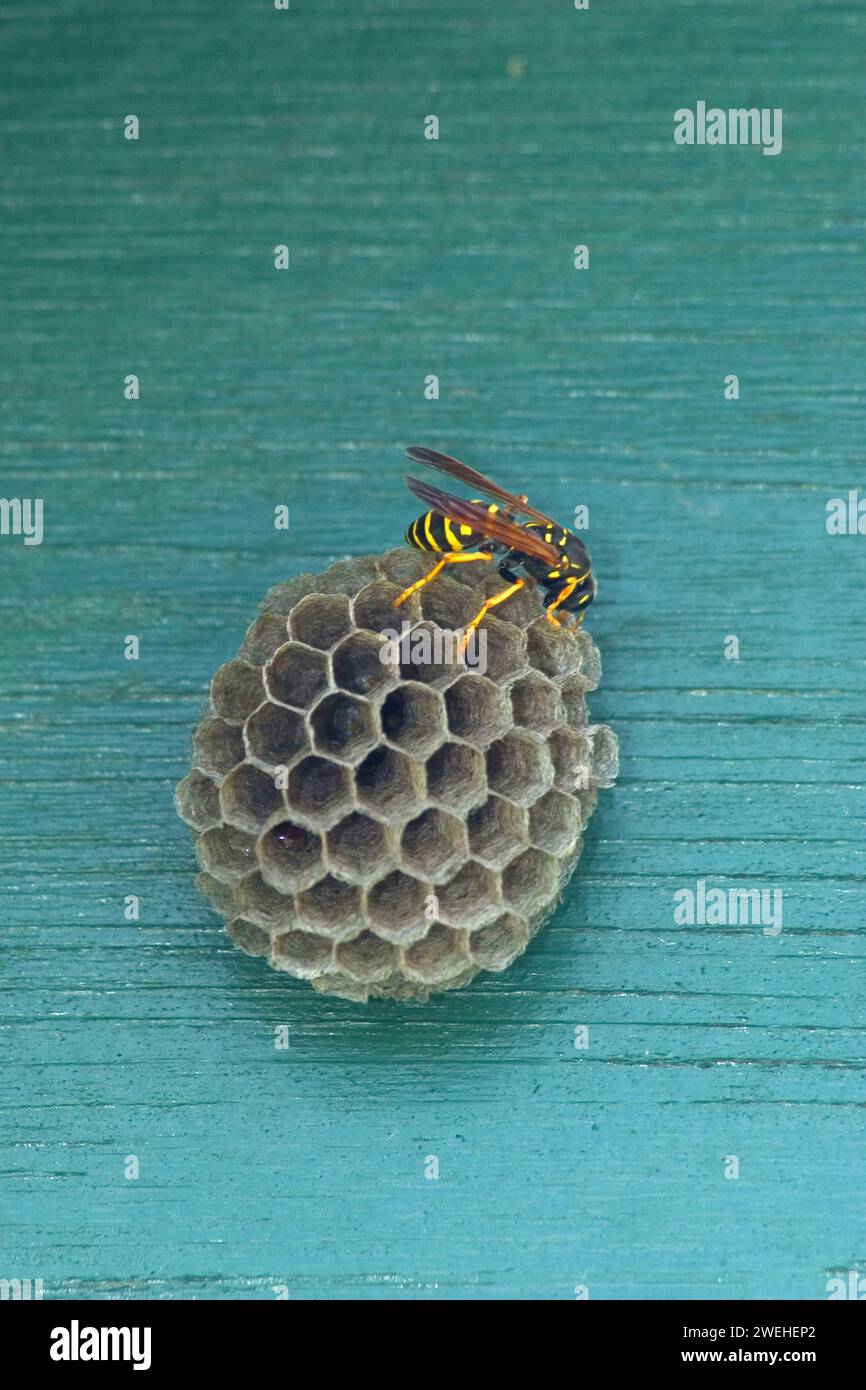 Une guêpe de champ (Polistes dominula) sur le nid Banque D'Images
