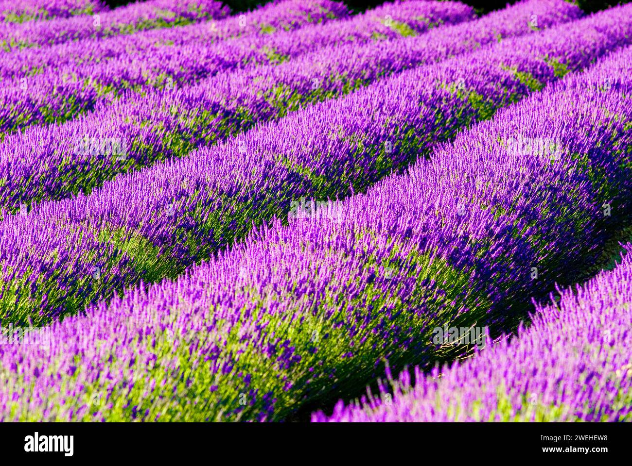 Rangées de lavande (Lavandula angustifolia) près de Valensole, région Provence-Alpes-Côte d'Azur, France Banque D'Images
