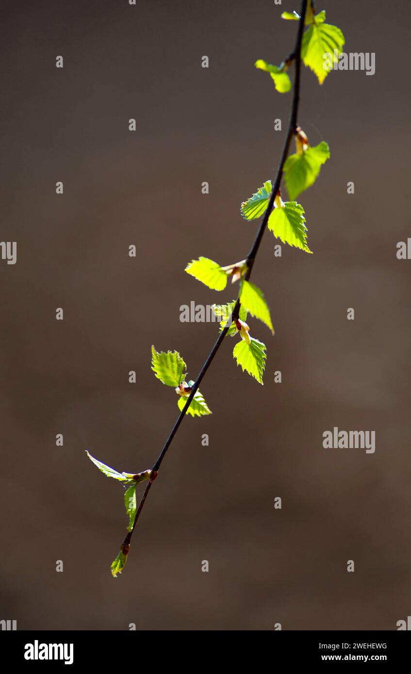 Une jeune branche d'un bouleau argenté, bouleau verruqueux, bouleau blanc européen (Betula pendula) rétro-éclairé au début du printemps Banque D'Images