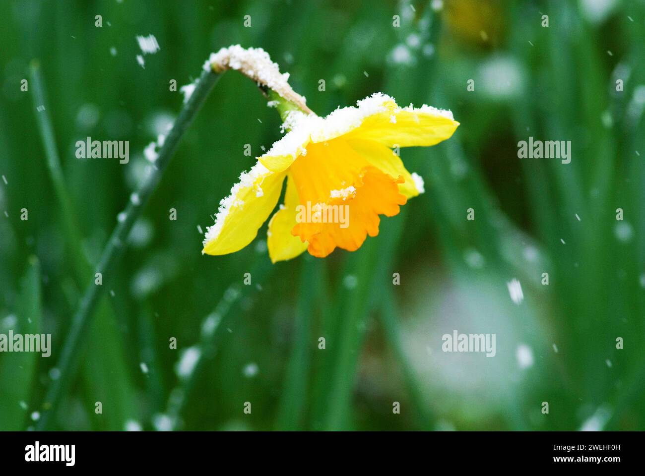 Une seule jonquille (Narcissus pseudonarcissus) recouverte de neige Banque D'Images