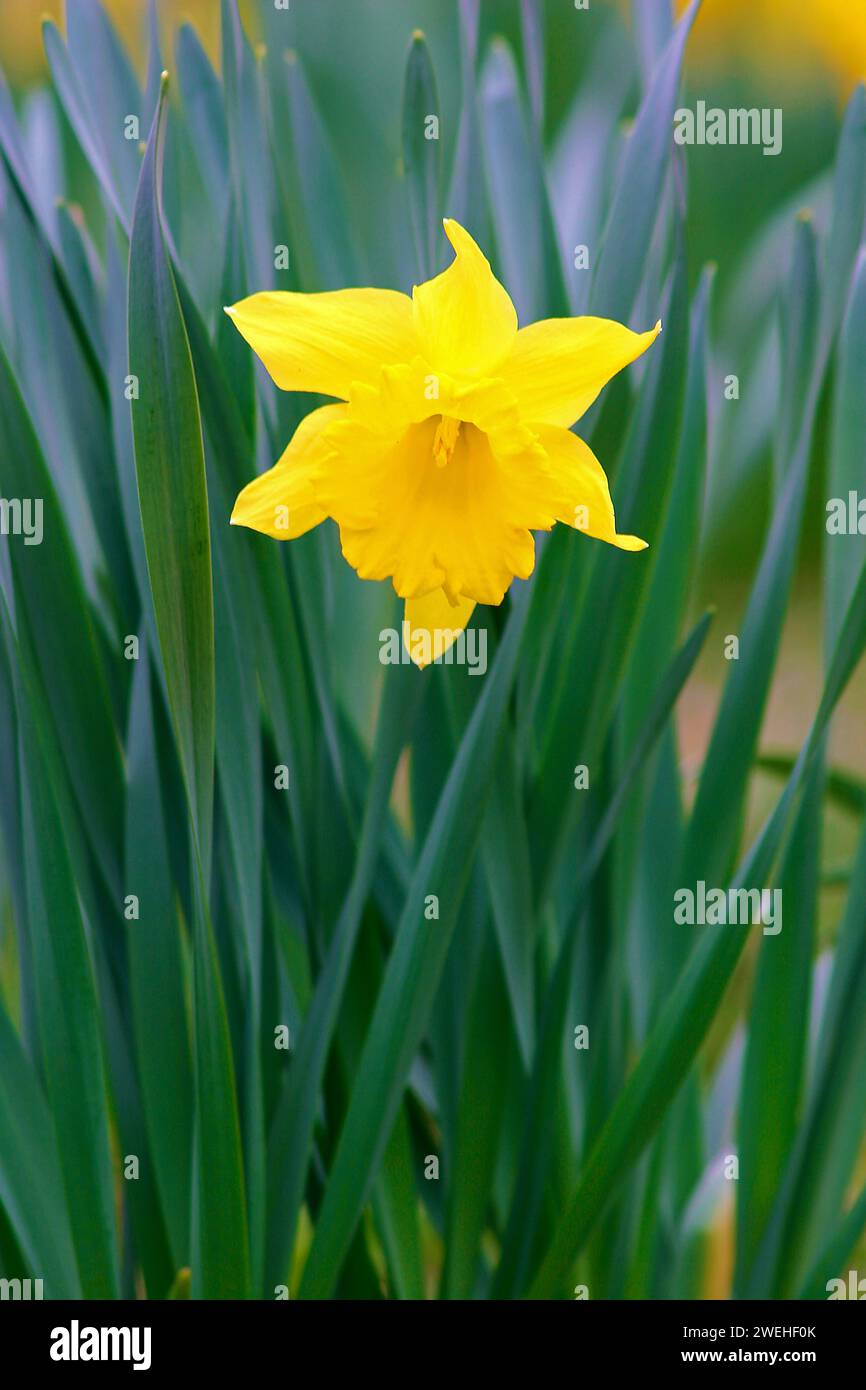 Une jonquille jaune unique (Narcissus pseudonarcissus) Banque D'Images