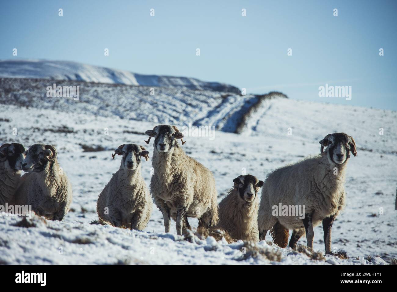 Moutons dans le parc national des Yorkshire Dales entre Ribblehead et Pen-y-ghent par une superbe journée d'hiver avec beaucoup de neige au sol et un ciel dégagé. Banque D'Images