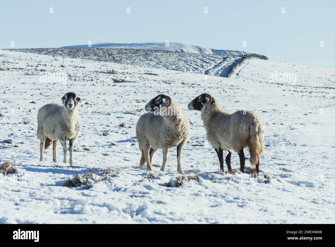 Moutons dans le parc national des Yorkshire Dales entre Ribblehead et Pen-y-ghent par une superbe journée d'hiver avec beaucoup de neige au sol et un ciel dégagé. Banque D'Images