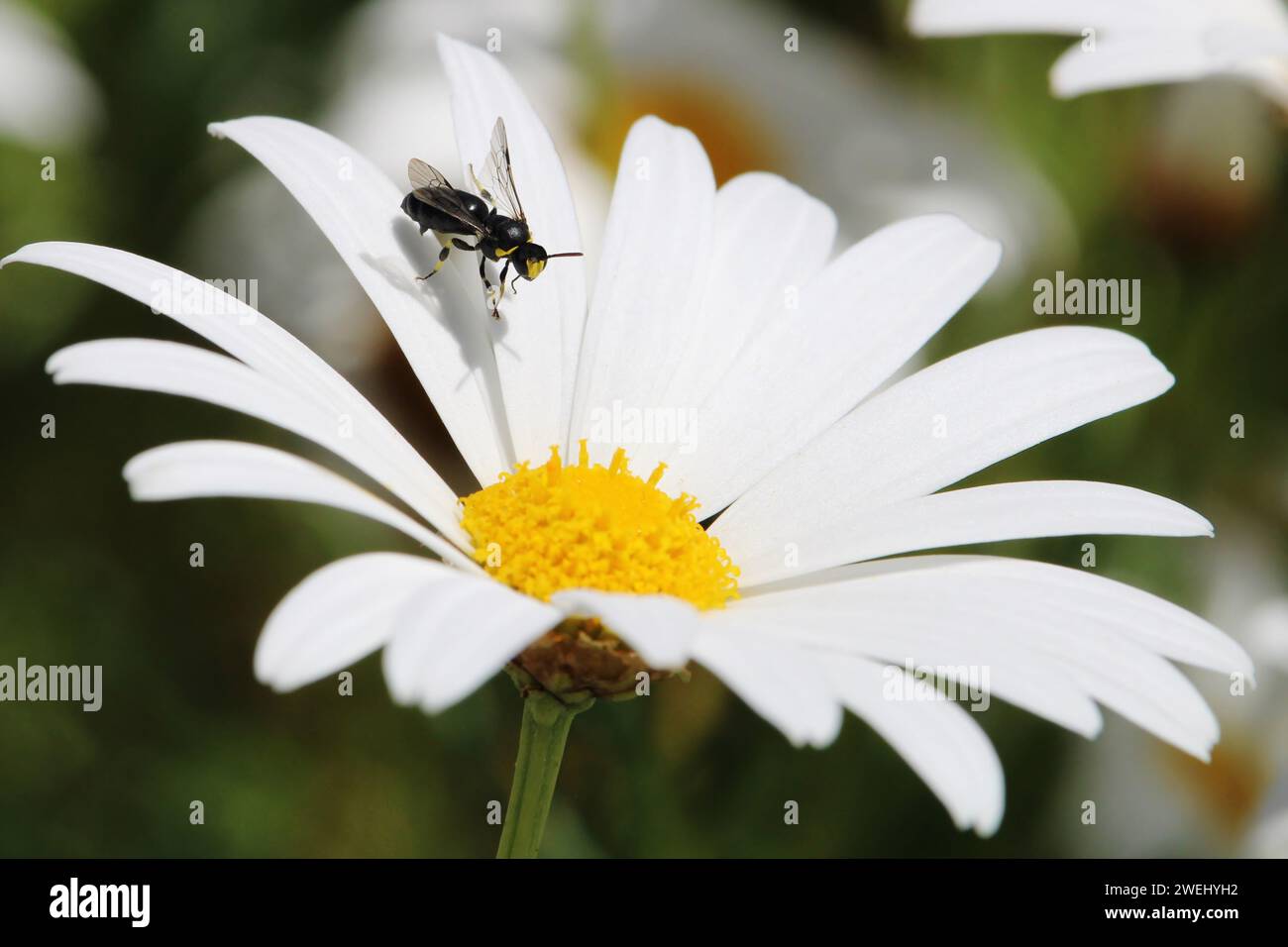 Abeille masquée bituberculeuse (Hylaeus bituberculatus) sur fleur de Marguerite blanche, abeille indigène australienne Banque D'Images