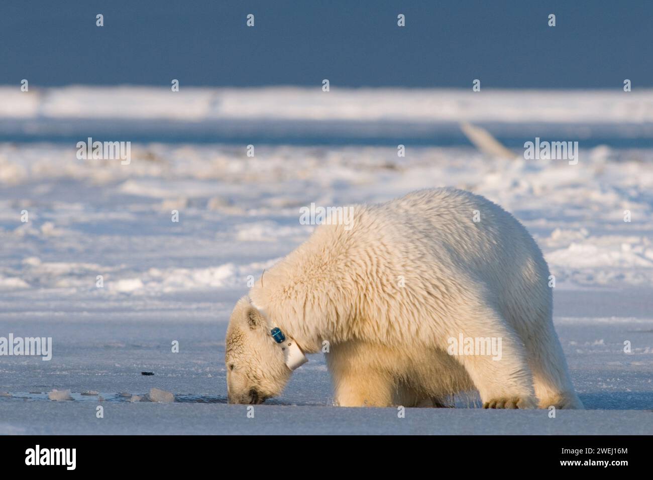 Ours polaire, Ursus maritimus, truie à col cherche de la nourriture sous la banquise le long de la côte arctique au début de l'automne, 1002 zone de l'ANWR Alaska Banque D'Images