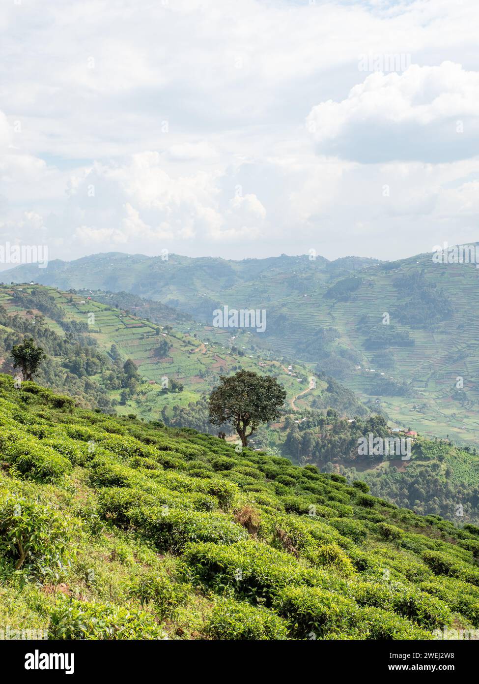 Plantation de thé vert sur une colline près de Kisoro en Ouganda Banque D'Images