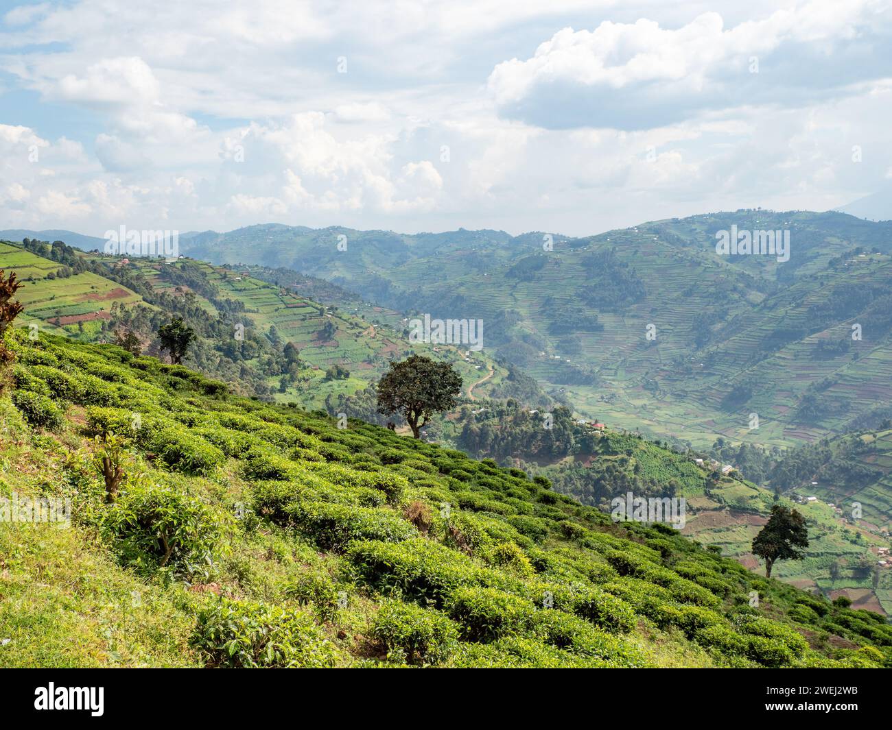 Plantation de thé vert sur une colline près de Kisoro en Ouganda Banque D'Images