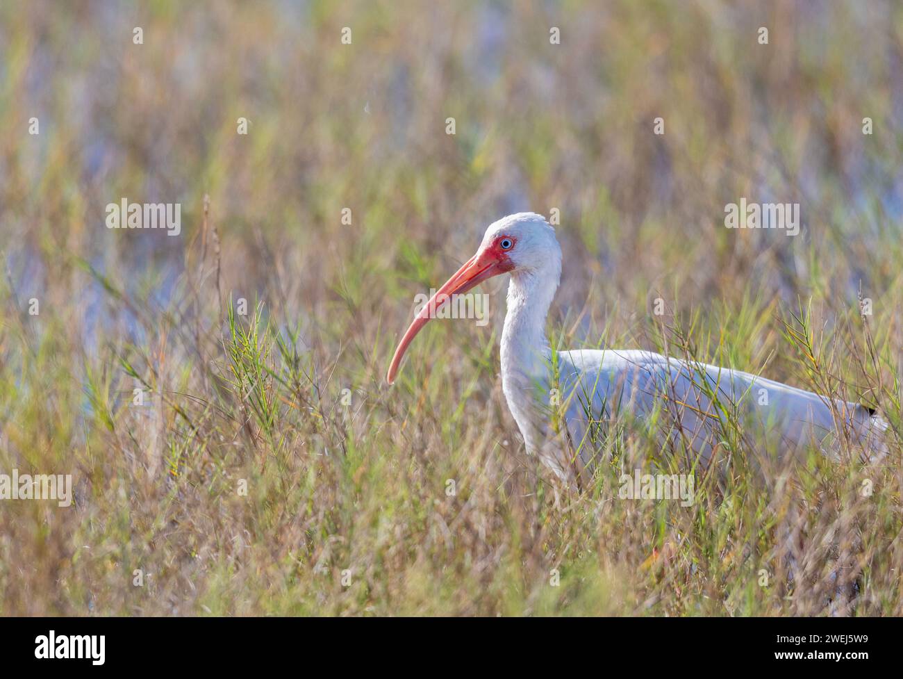 American White Ibis en gros plan Banque D'Images