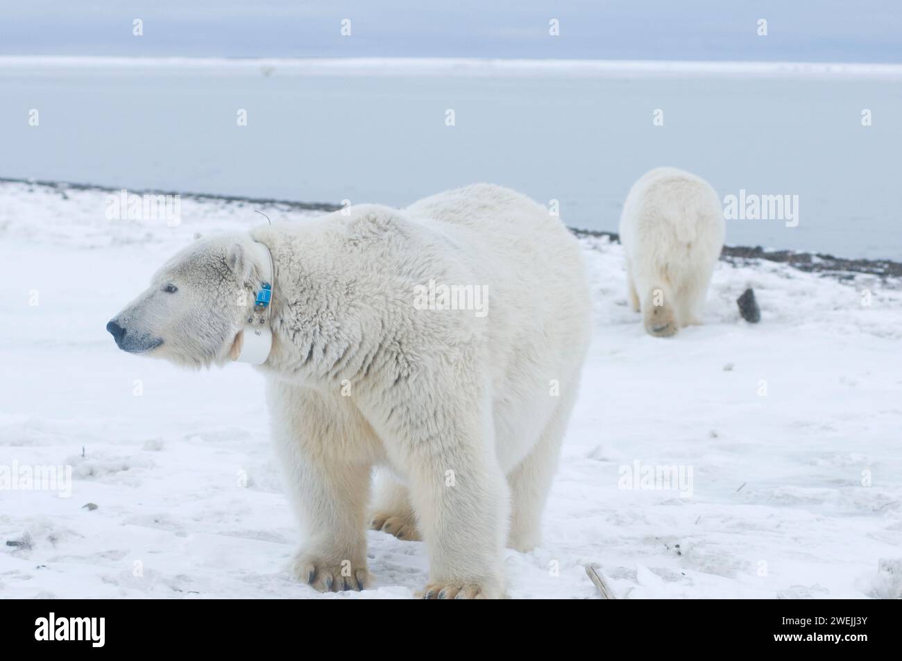 Ours polaire, Ursus maritimus, truie à col avec ourson de printemps voyage le long de la côte arctique à la recherche de nourriture, 1002 zone de l'ANWR Alaska Banque D'Images