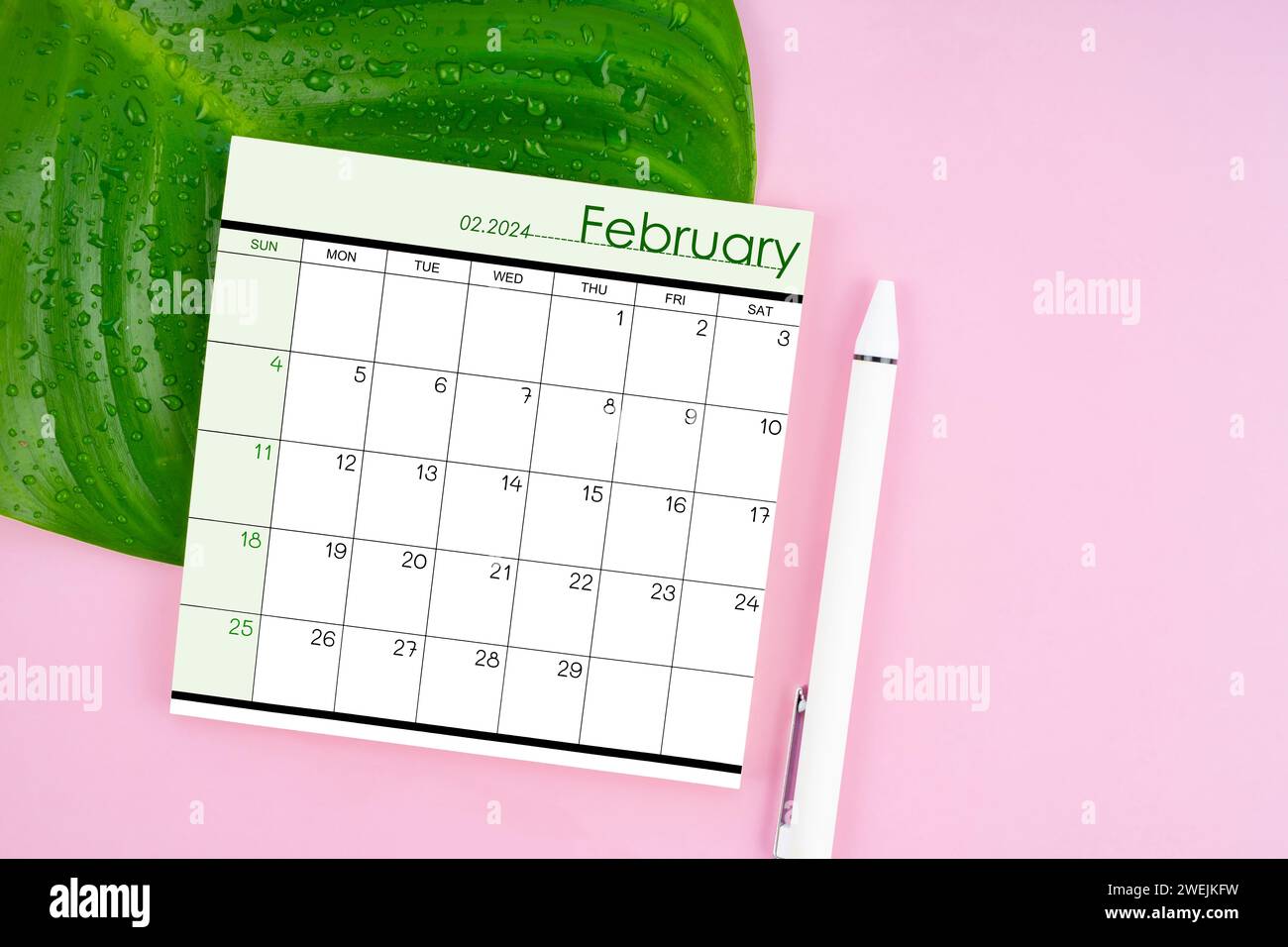 Page de calendrier de février 2024 et feuille verte fraîche avec des gouttes d'eau sur fond de couleur rose. Banque D'Images