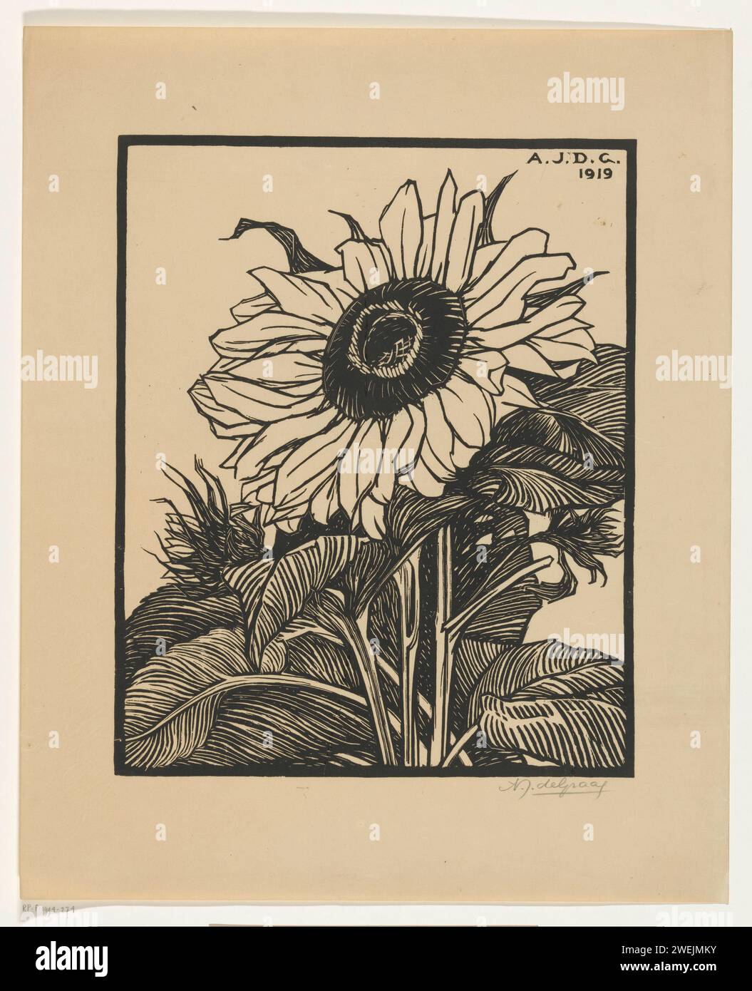 Zonnebloem, Julie de Graag, 1919 print tournesol. .. papier Banque D'Images