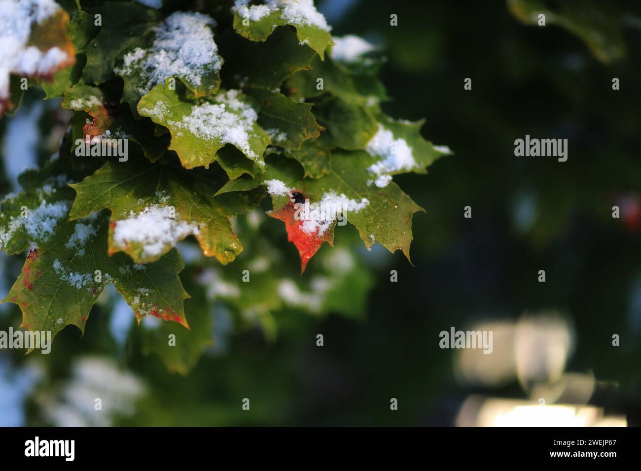 Feuilles vertes couvertes de neige Banque D'Images