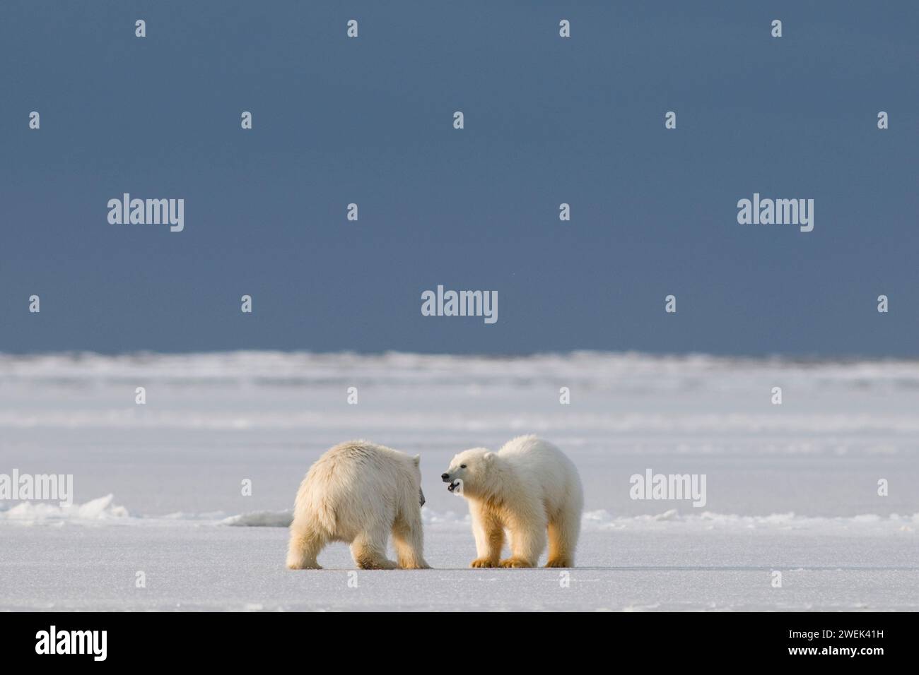 Les ours polaires, Ursus maritimus, les oursons printaniers jouent vigoureusement sur la banquise nouvellement formée le long de la côte arctique et de la mer de Beaufort de l'Alaska Banque D'Images