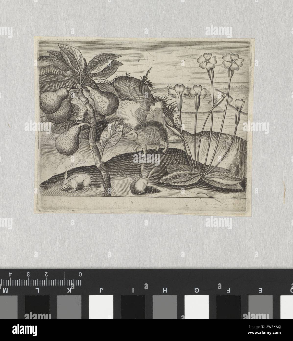 Série d'impressions avec fleurs et animaux dans un paysage, c. 1600 - c. 1605 impression à gauche d'un poirier, et à droite de fleurs. Lapins et sanglier en arrière-plan. gravure sur papier fruits : poire. animaux à ongulés : sanglier. rongeurs : lapin. fleurs Banque D'Images