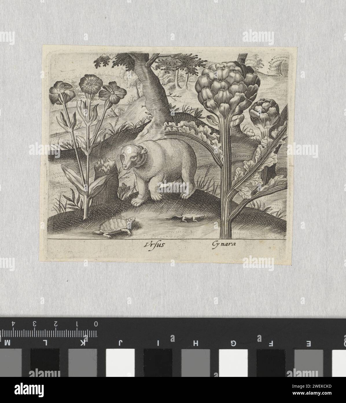 Série de gravures avec des fleurs et des animaux dans un paysage, c. 1600 - c. 1605 estampe Centrale une tortue, un ours (Ursus) et un lézard. A droite au premier plan un artichaut (cynara). papier gravure tortues, tortues. bêtes de proie, animaux prédateurs : ours. lézards : lézard. plantes et herbes : artichaut Banque D'Images