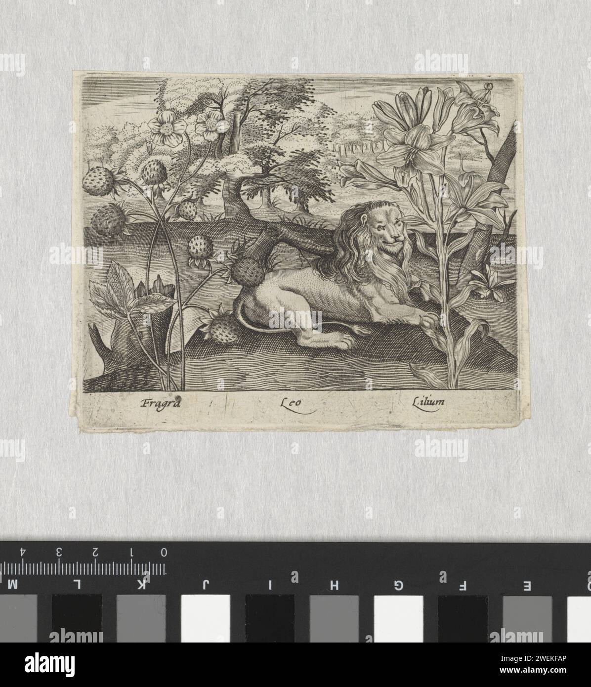 Série de gravures avec des fleurs et des animaux dans un paysage, c. 1600 - c. 1605 imprimer des boutons gauches d'orchidées (fragra), des lys à floraison droite (lilium), et au milieu est un lion (Leo). fleurs gravées sur papier : orchidée. fleurs : lily. bêtes de proie, animaux prédateurs : lion Banque D'Images