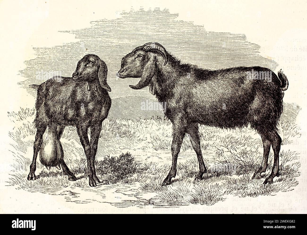 Deux chèvres anglo-nubiennes dans un champ herbeux, l'une représentée de profil et l'autre avec des mamelles bien visibles. Illustration de bétail antique de 1878. Banque D'Images