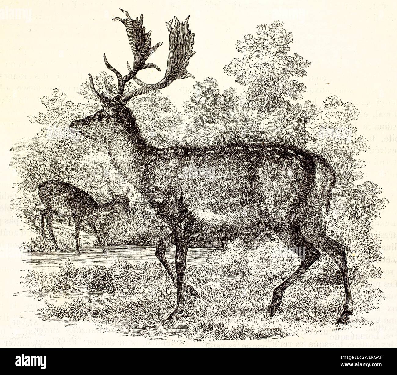 Cerf en jachère avec de grands bois ramifiés marchant dans la forêt, tandis qu'une biche traverse un petit bassin d'eau en arrière-plan. Scène animalière antique, 1878 Banque D'Images